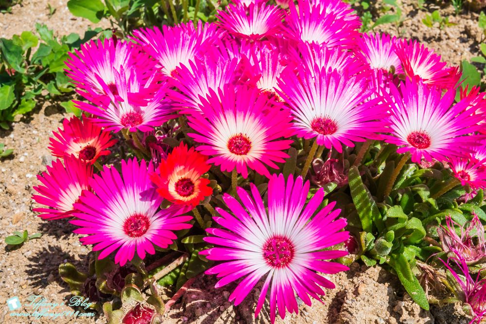 日本福島旅遊五天四夜自由行懶人包/日本東北怎麼玩?吃喝玩樂一次收錄!