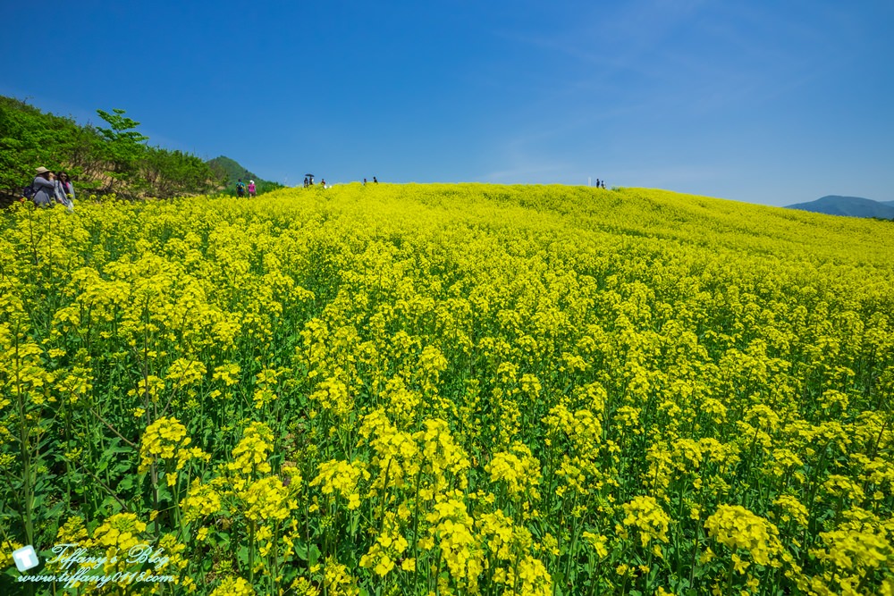 日本福島旅遊五天四夜自由行懶人包/日本東北怎麼玩?吃喝玩樂一次收錄!