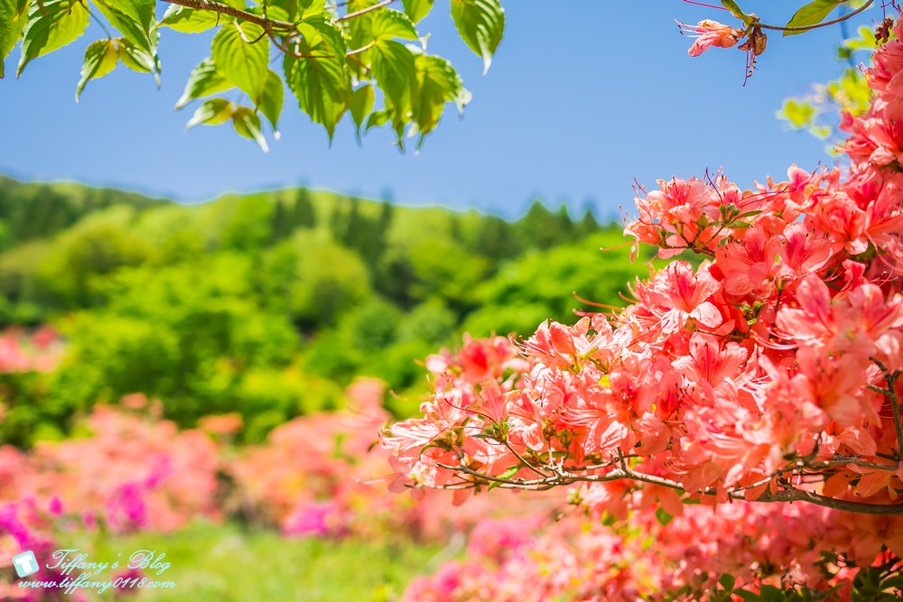 日本福島旅遊五天四夜自由行懶人包/日本東北怎麼玩?吃喝玩樂一次收錄!