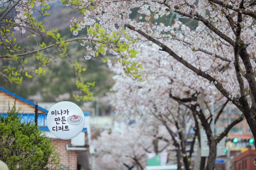 釜山自由行,釜山賞櫻,韓國櫻花,釜山櫻花,釜山景點,釜山好玩,釜山鎮海櫻花,鎮海賞櫻
