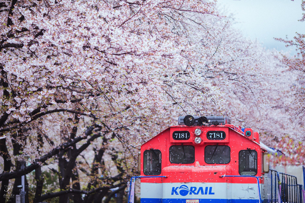 釜山自由行,釜山賞櫻,韓國櫻花,釜山櫻花,釜山景點,釜山好玩,釜山鎮海櫻花,鎮海賞櫻