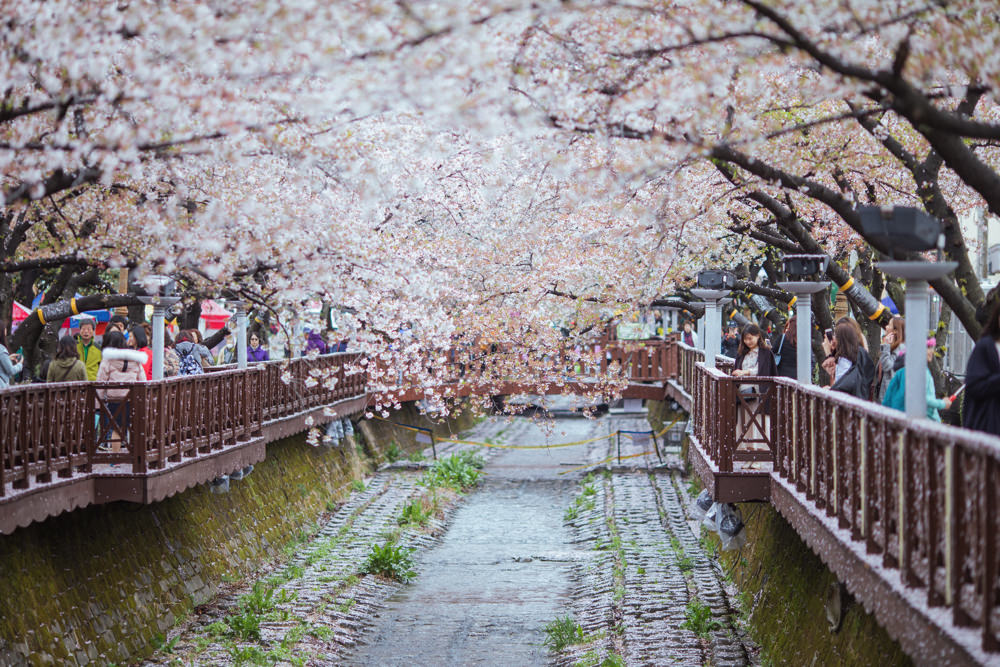 釜山自由行,釜山賞櫻,韓國櫻花,釜山櫻花,釜山景點,釜山好玩,釜山鎮海櫻花,鎮海賞櫻