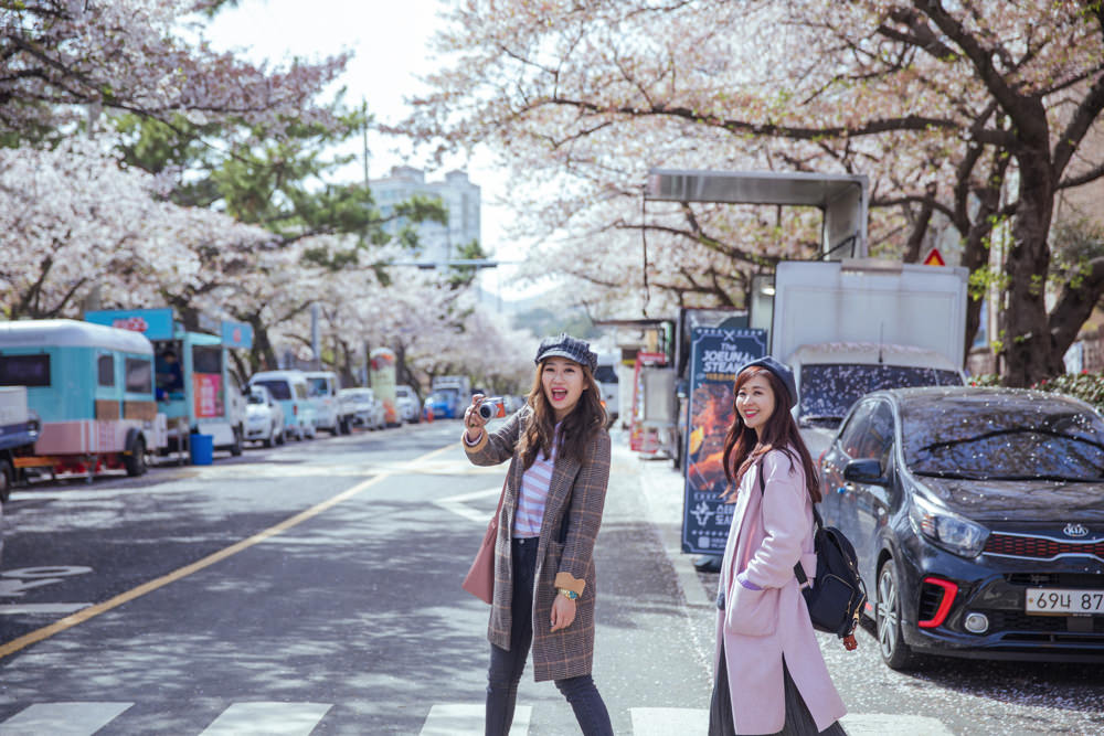 釜山自由行,釜山賞櫻,韓國櫻花,釜山櫻花,釜山景點,釜山好玩,釜山鎮海櫻花,鎮海賞櫻