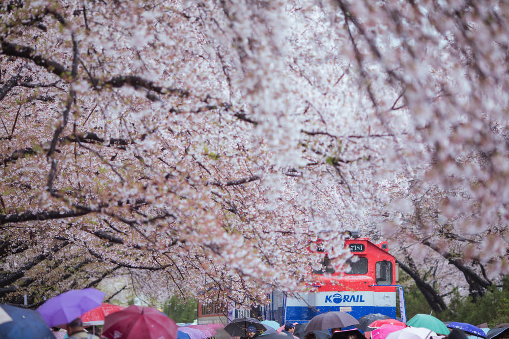 釜山自由行,釜山賞櫻,韓國櫻花,釜山櫻花,釜山景點,釜山好玩,釜山鎮海櫻花,鎮海賞櫻