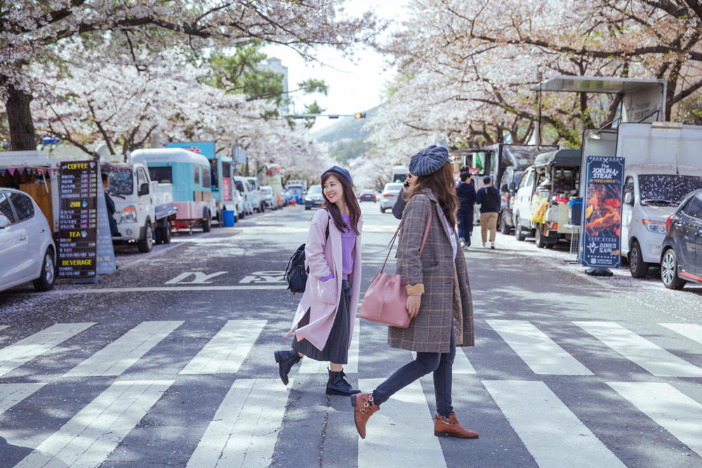 釜山自由行,釜山賞櫻,韓國櫻花,釜山櫻花,釜山景點,釜山好玩,釜山鎮海櫻花,鎮海賞櫻