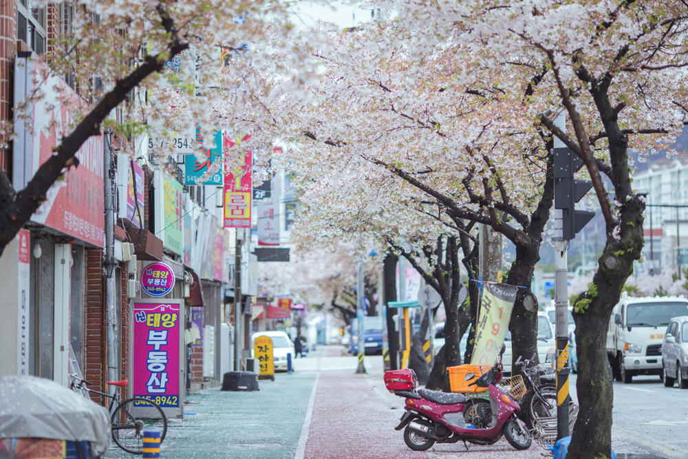 釜山自由行,釜山賞櫻,韓國櫻花,釜山櫻花,釜山景點,釜山好玩,釜山鎮海櫻花,鎮海賞櫻
