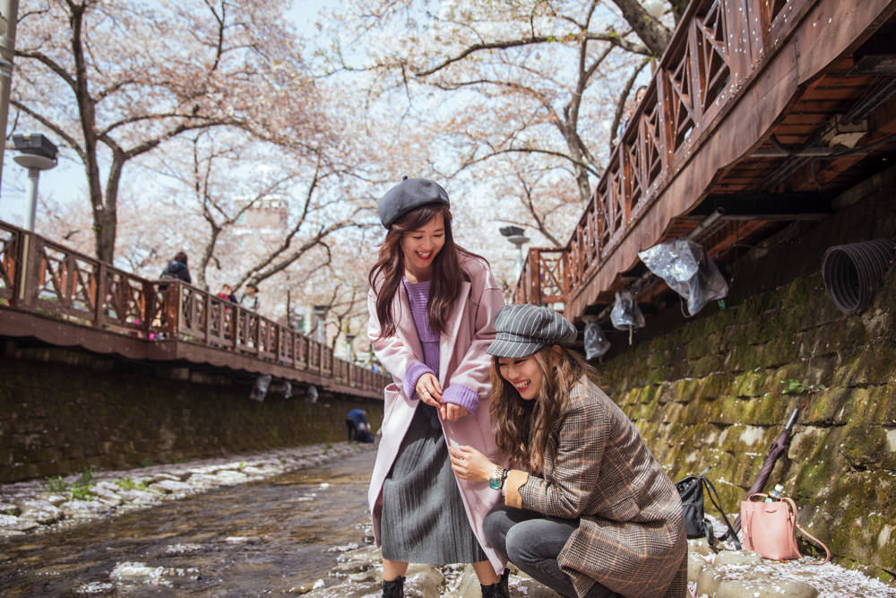 釜山自由行,釜山賞櫻,韓國櫻花,釜山櫻花,釜山景點,釜山好玩,釜山鎮海櫻花,鎮海賞櫻