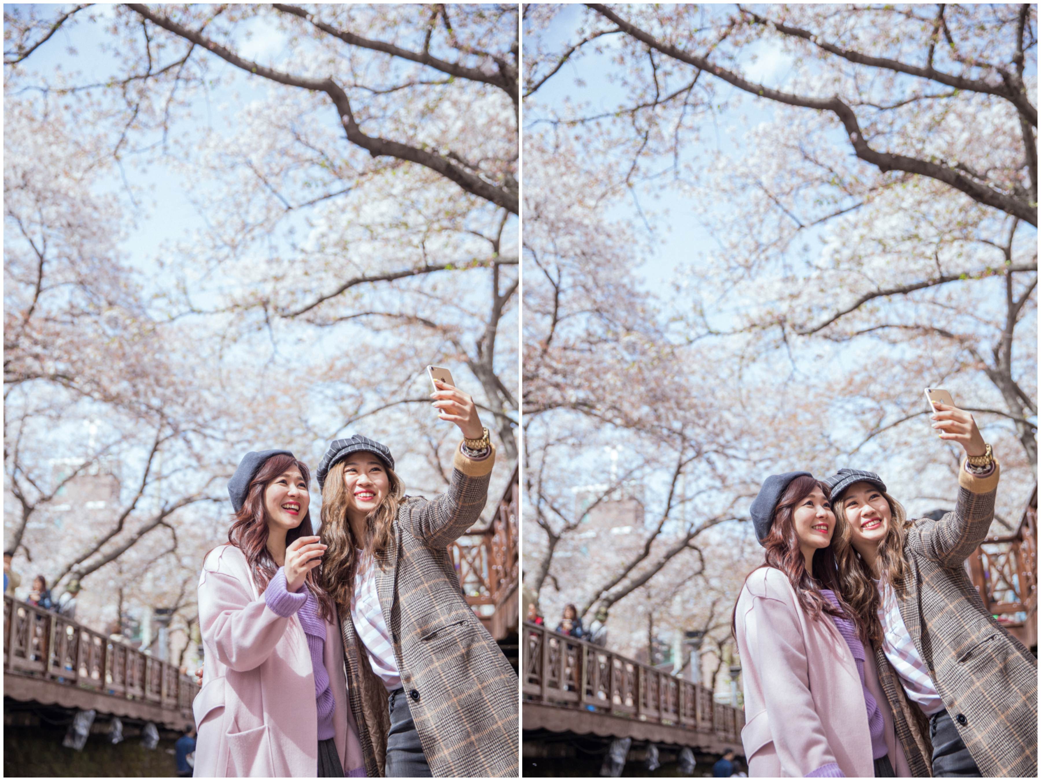 釜山自由行,釜山賞櫻,韓國櫻花,釜山櫻花,釜山景點,釜山好玩,釜山鎮海櫻花,鎮海賞櫻