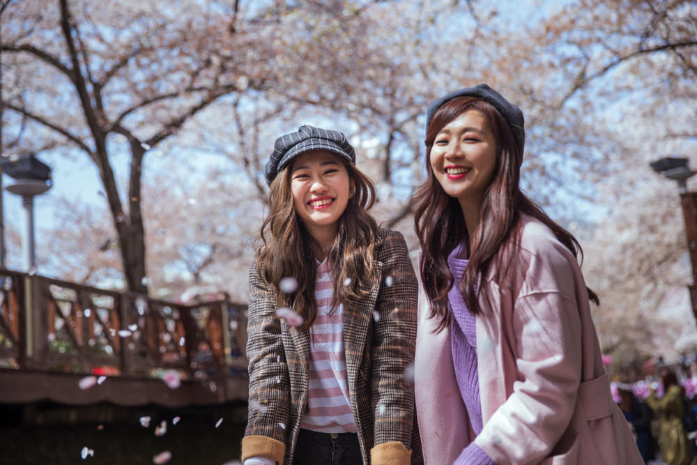 釜山自由行,釜山賞櫻,韓國櫻花,釜山櫻花,釜山景點,釜山好玩,釜山鎮海櫻花,鎮海賞櫻