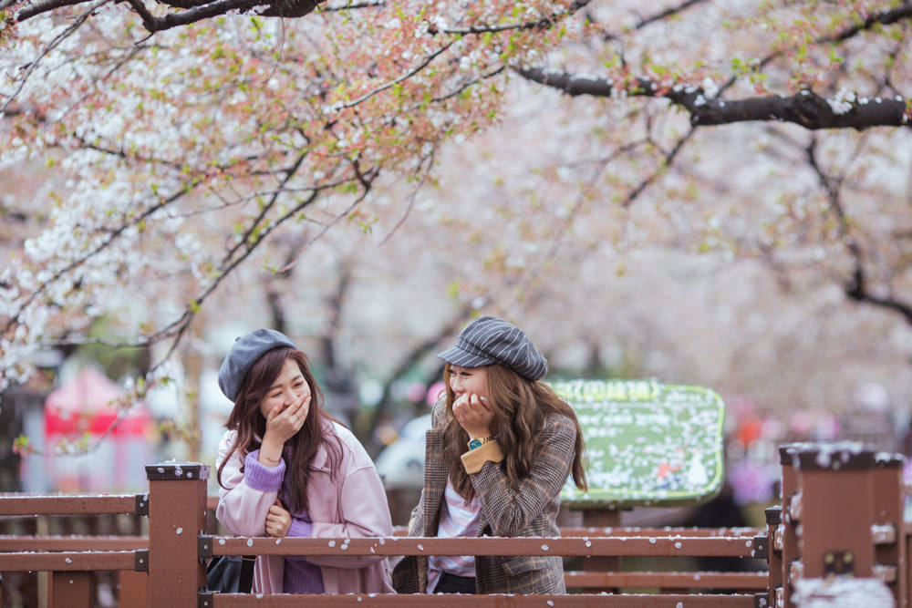 釜山自由行,釜山賞櫻,韓國櫻花,釜山櫻花,釜山景點,釜山好玩,釜山鎮海櫻花,鎮海賞櫻