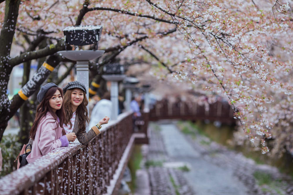 釜山自由行,釜山賞櫻,韓國櫻花,釜山櫻花,釜山景點,釜山好玩,釜山鎮海櫻花,鎮海賞櫻