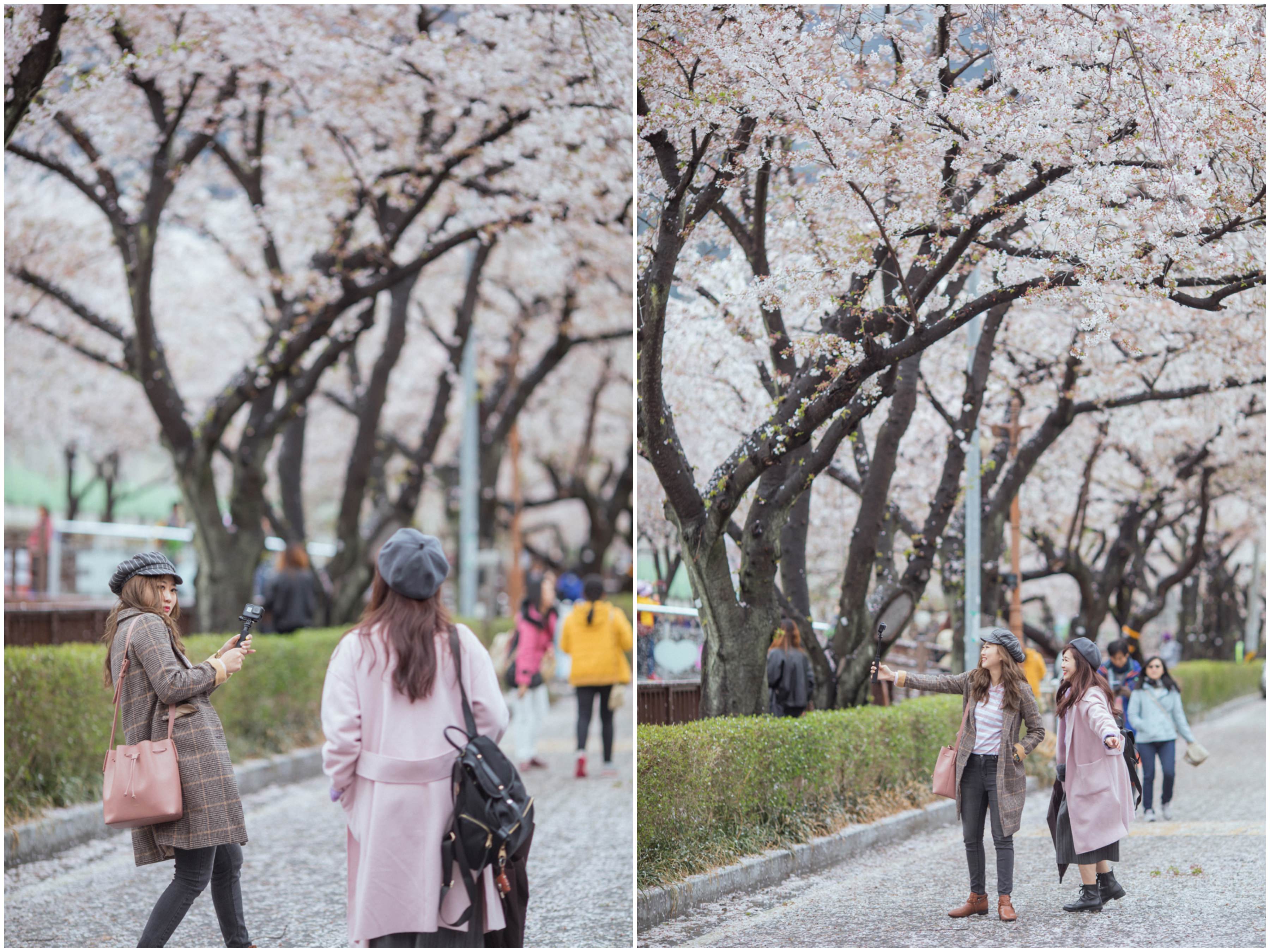 釜山自由行,釜山賞櫻,韓國櫻花,釜山櫻花,釜山景點,釜山好玩,釜山鎮海櫻花,鎮海賞櫻