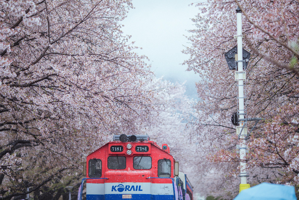 釜山自由行,釜山賞櫻,韓國櫻花,釜山櫻花,釜山景點,釜山好玩,釜山鎮海櫻花,鎮海賞櫻