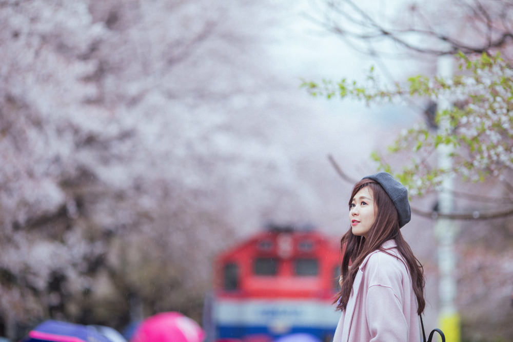 釜山自由行,釜山賞櫻,韓國櫻花,釜山櫻花,釜山景點,釜山好玩,釜山鎮海櫻花,鎮海賞櫻