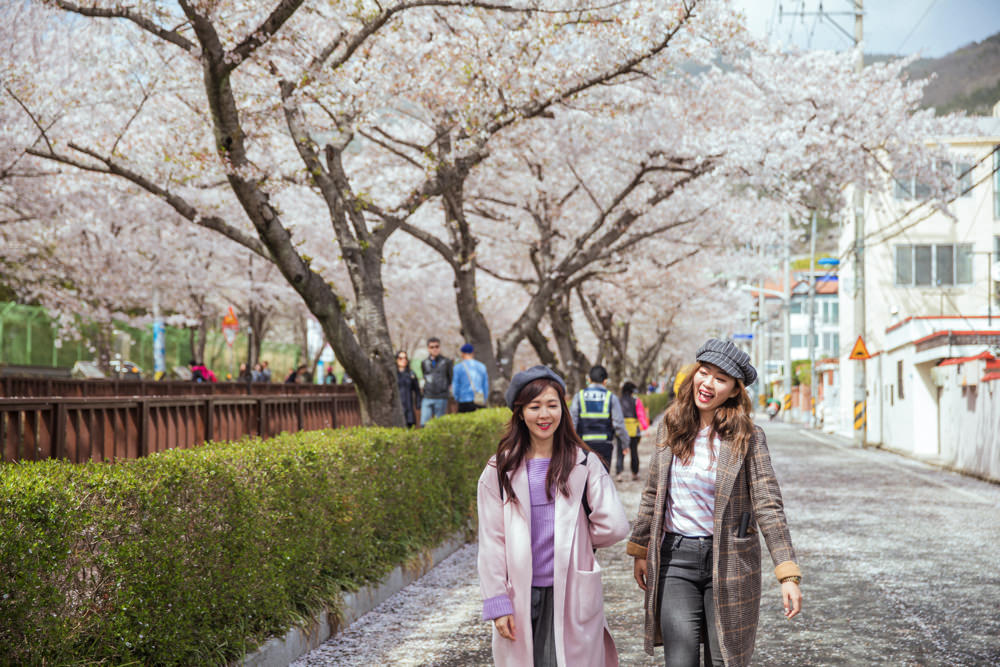 釜山自由行,釜山賞櫻,韓國櫻花,釜山櫻花,釜山景點,釜山好玩,釜山鎮海櫻花,鎮海賞櫻