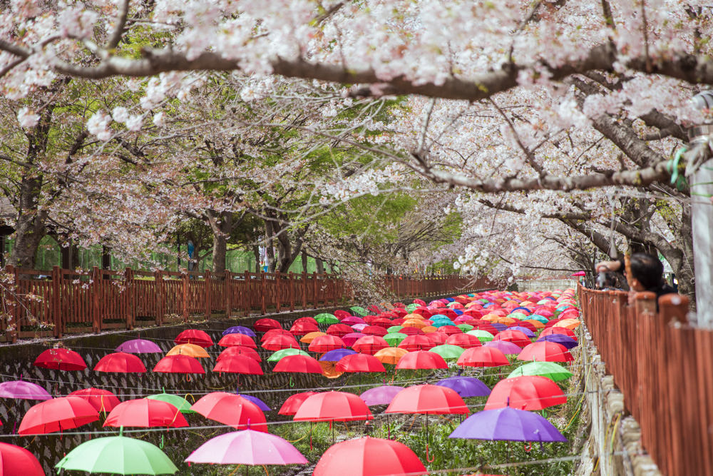 釜山自由行,釜山賞櫻,韓國櫻花,釜山櫻花,釜山景點,釜山好玩,釜山鎮海櫻花,鎮海賞櫻