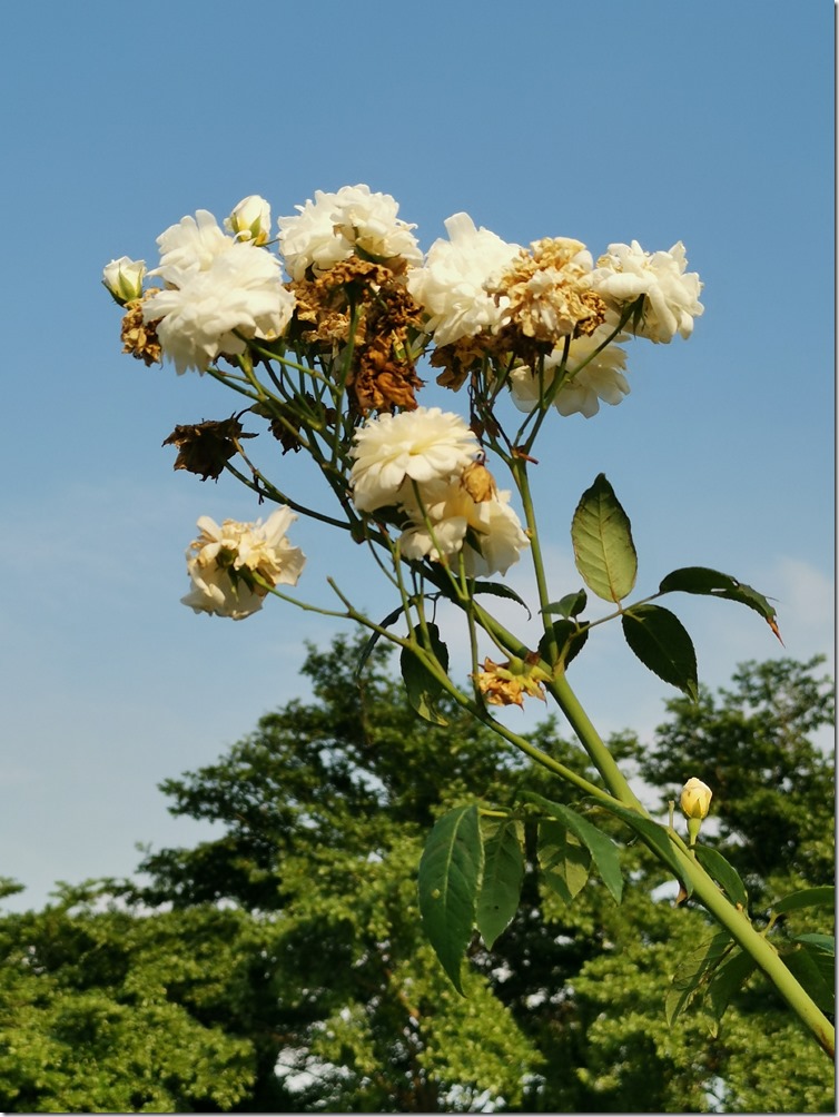 長焦a_2x 長焦a_2x