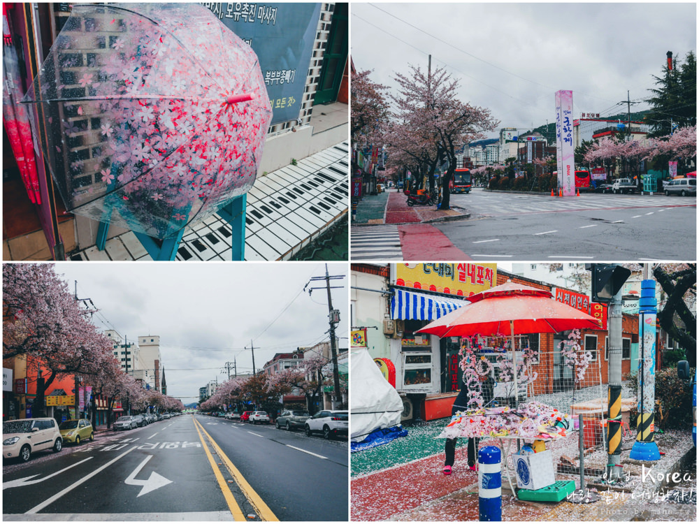 釜山自由行,釜山賞櫻,韓國櫻花,釜山櫻花,釜山景點,釜山好玩,釜山鎮海櫻花,鎮海賞櫻