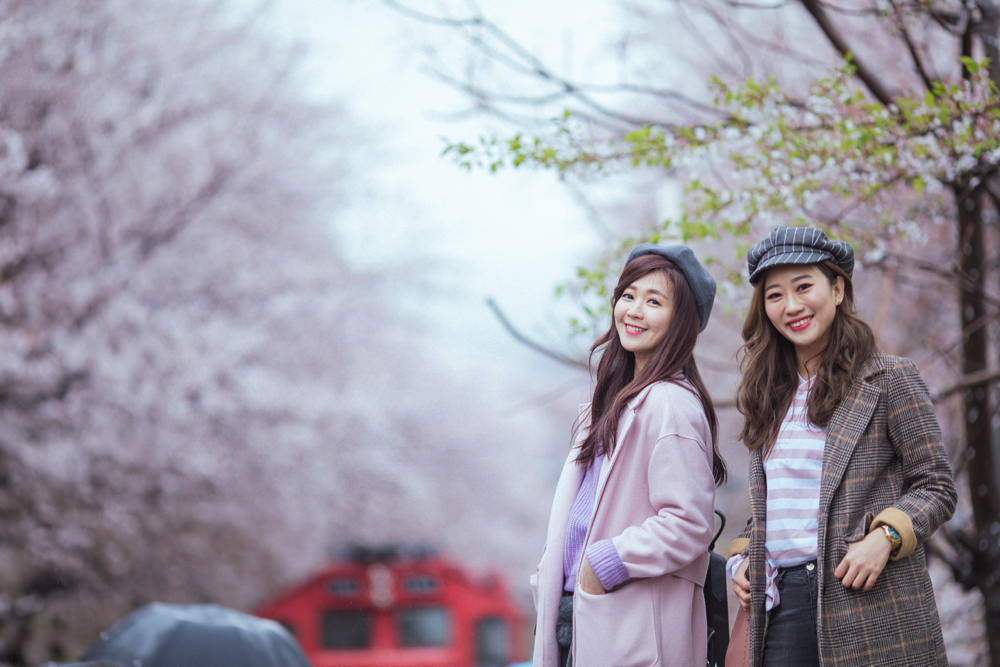 釜山自由行,釜山賞櫻,韓國櫻花,釜山櫻花,釜山景點,釜山好玩,釜山鎮海櫻花,鎮海賞櫻