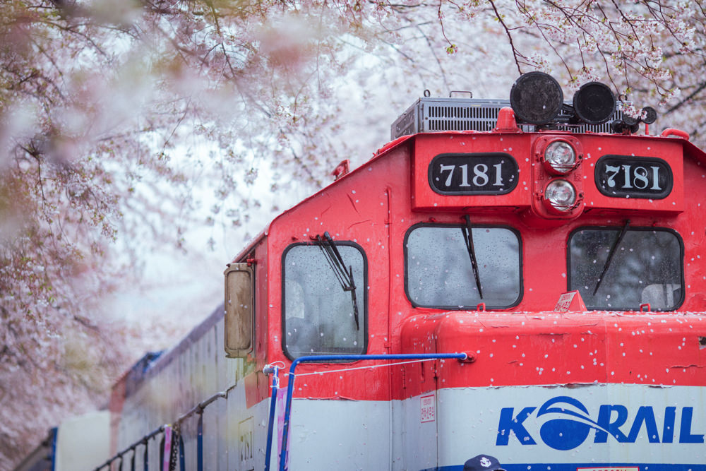 釜山自由行,釜山賞櫻,韓國櫻花,釜山櫻花,釜山景點,釜山好玩,釜山鎮海櫻花,鎮海賞櫻