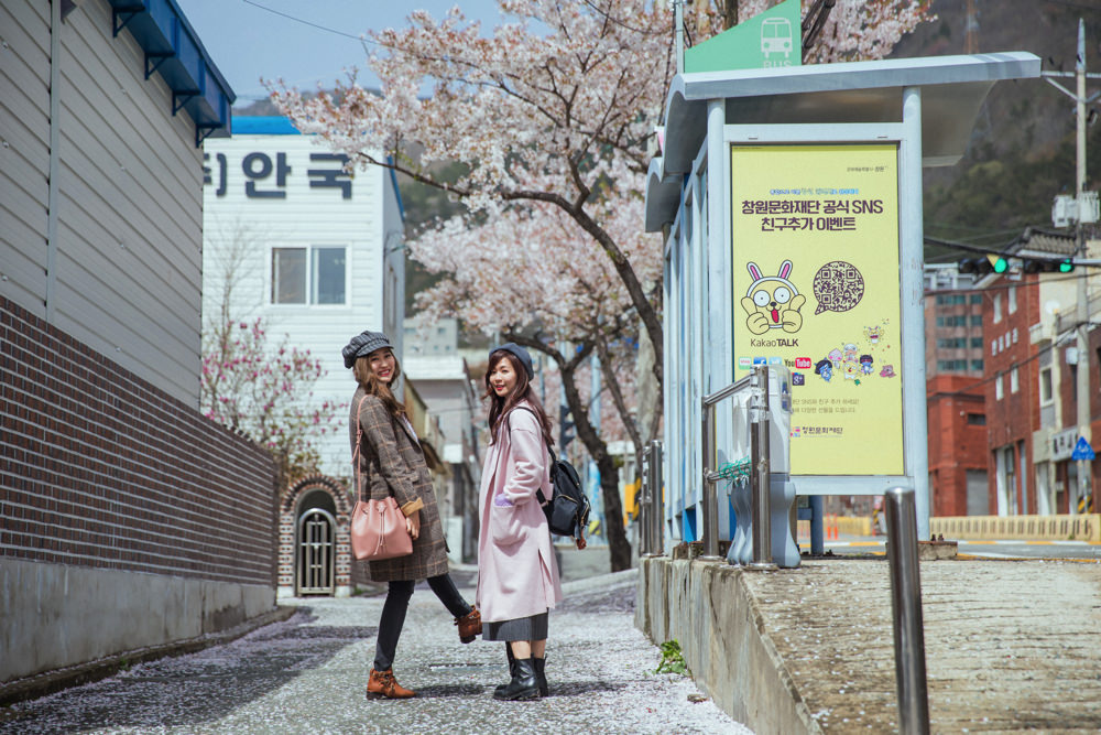 釜山自由行,釜山賞櫻,韓國櫻花,釜山櫻花,釜山景點,釜山好玩,釜山鎮海櫻花,鎮海賞櫻