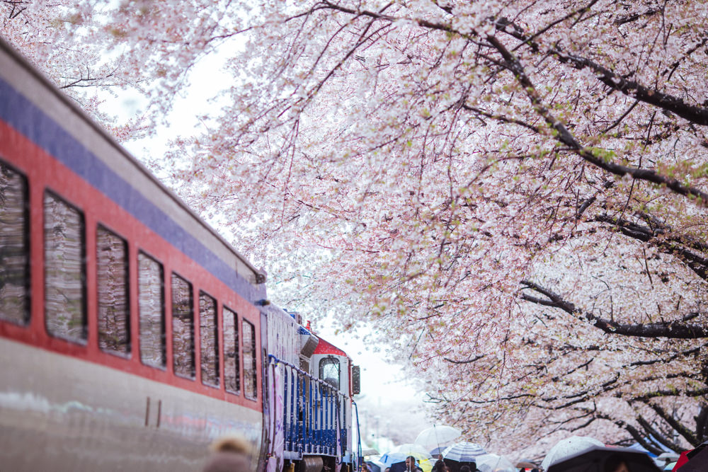 釜山自由行,釜山賞櫻,韓國櫻花,釜山櫻花,釜山景點,釜山好玩,釜山鎮海櫻花,鎮海賞櫻