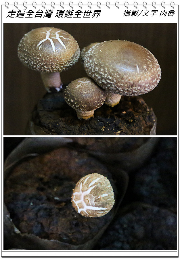 nEO_IMG_5.jpg nEO_IMG_5.jpg