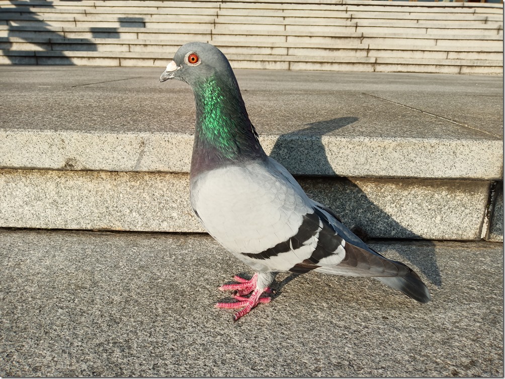 IMG_20181115_155259 IMG_20181115_155259