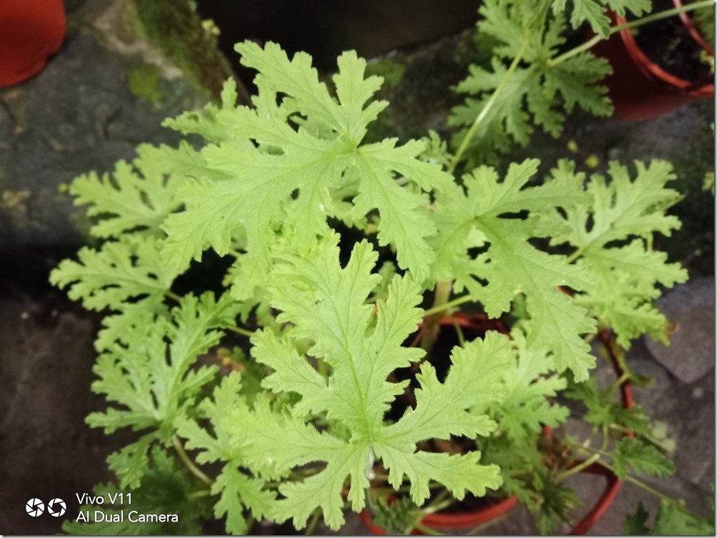 IMG_20181119_192621 IMG_20181119_192621