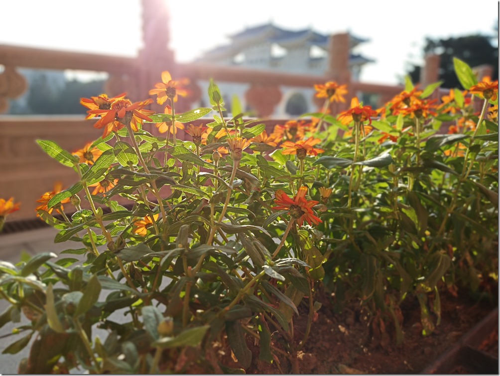 IMG_20181115_154855 IMG_20181115_154855