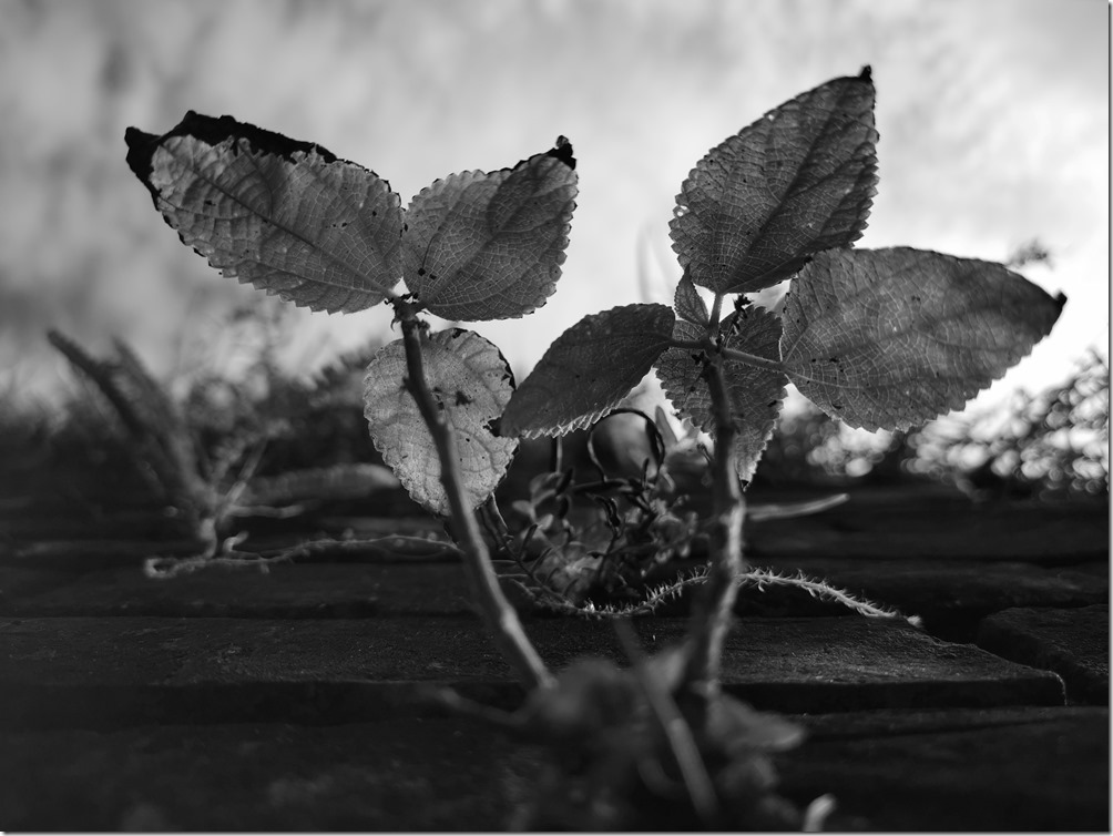 IMG_20181022_135448 IMG_20181022_135448