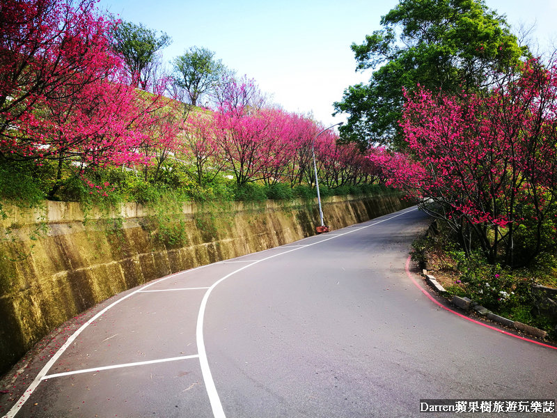 桃園賞櫻景點懶人包/桃園賞櫻秘境/桃園櫻花季