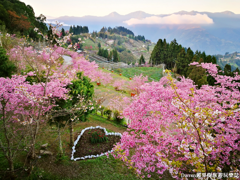 桃園賞櫻景點懶人包/桃園賞櫻秘境/桃園櫻花季