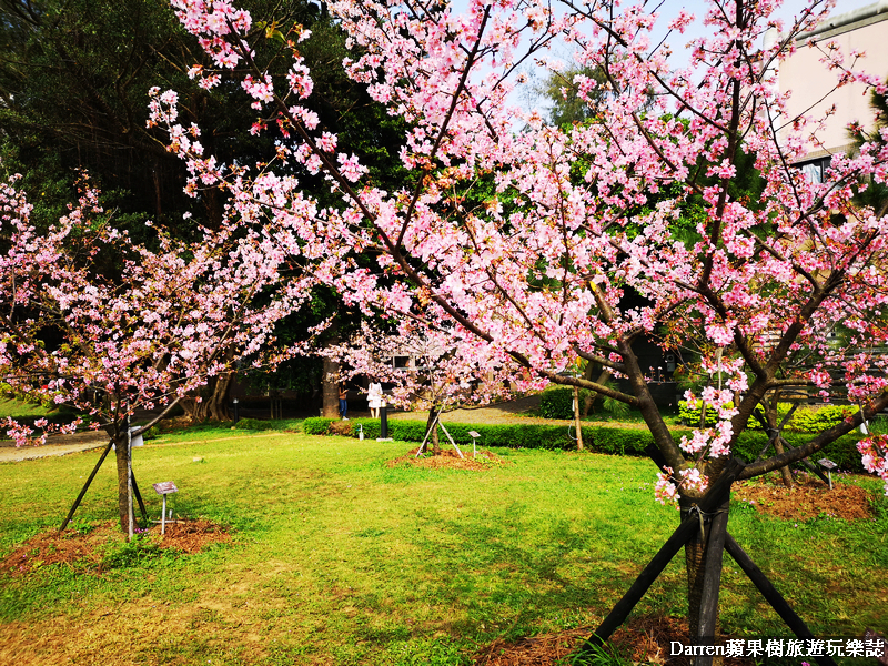 桃園賞櫻景點懶人包/桃園賞櫻秘境/桃園櫻花季