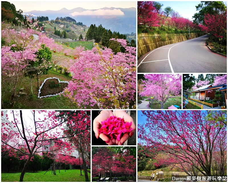 桃園賞櫻景點懶人包/桃園賞櫻秘境/桃園櫻花季
