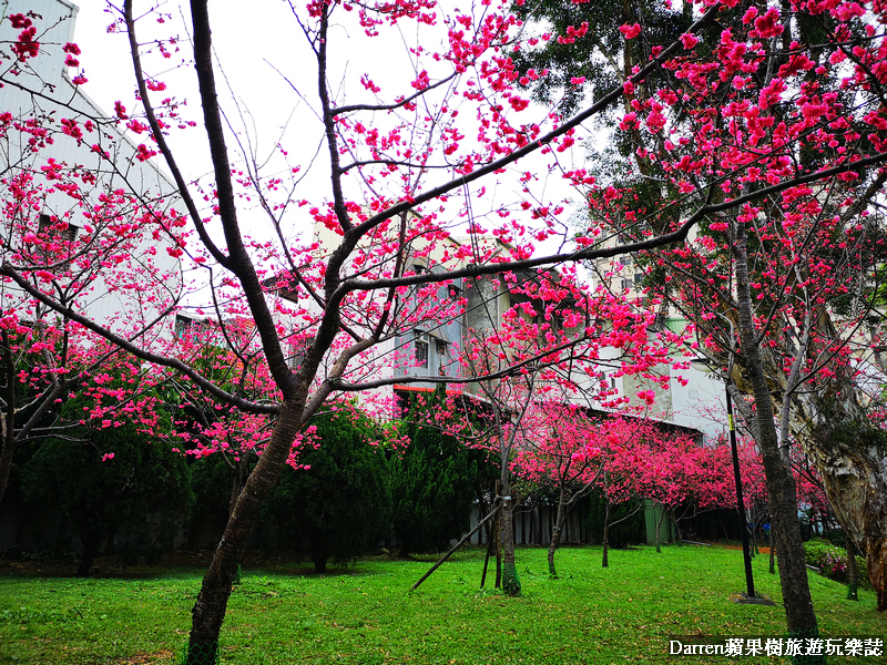 桃園賞櫻景點懶人包/桃園賞櫻秘境/桃園櫻花季