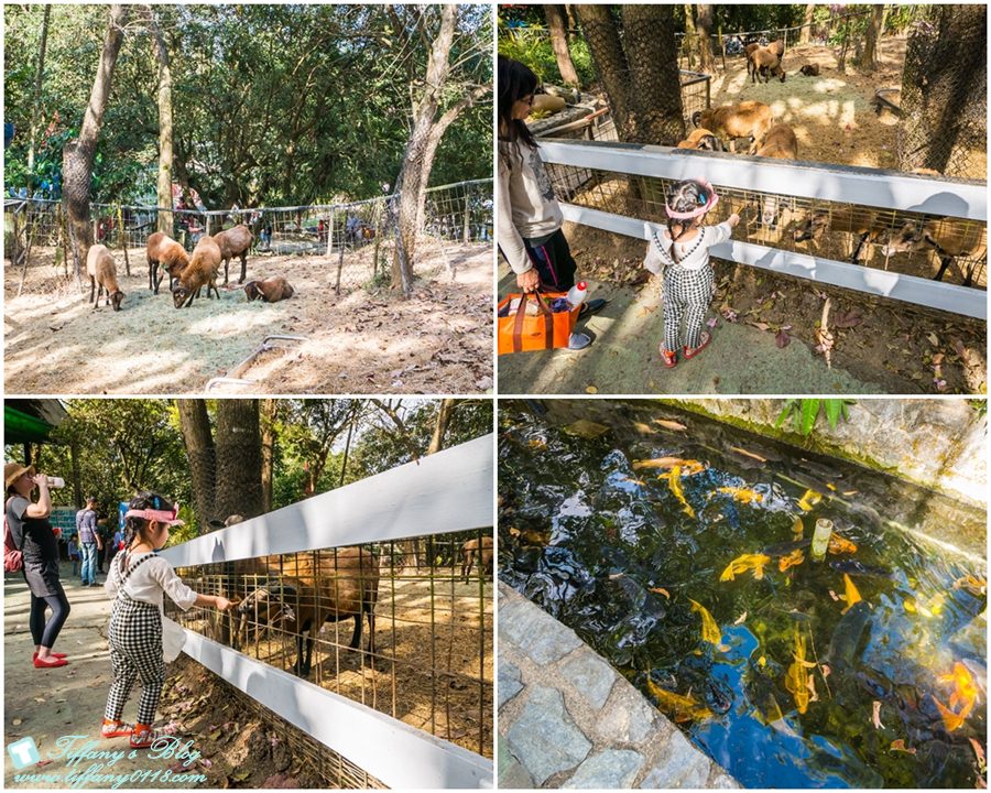 [嘉義景點]綠盈牧場/門票50元有十樣設施可以玩超划算/超美教堂可拍IG照/小朋友最愛的牽牛花造型溜滑梯