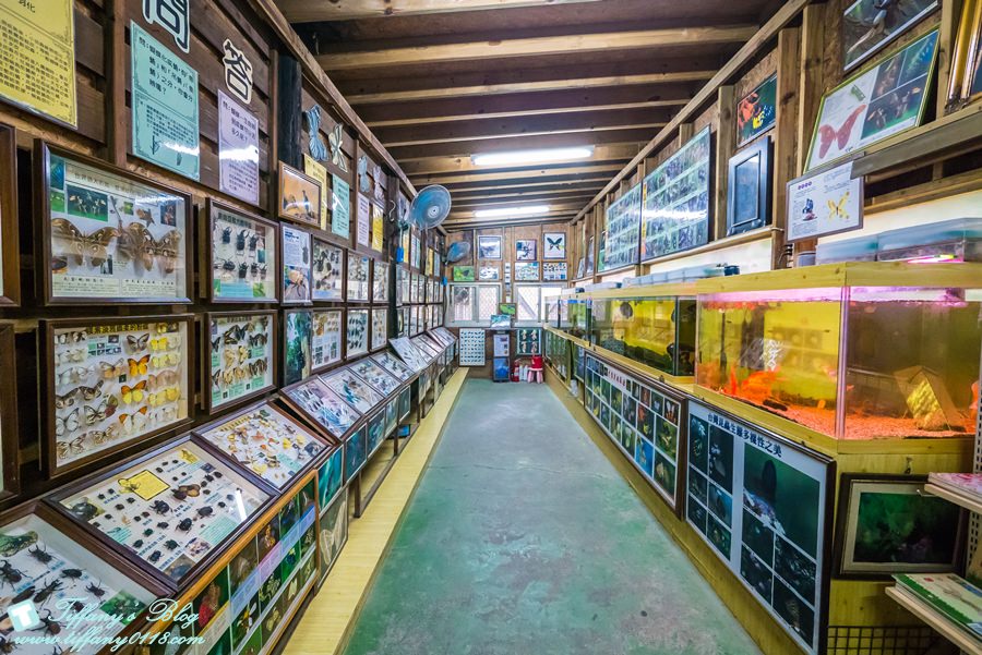 [嘉義景點]綠盈牧場/門票50元有十樣設施可以玩超划算/超美教堂可拍IG照/小朋友最愛的牽牛花造型溜滑梯