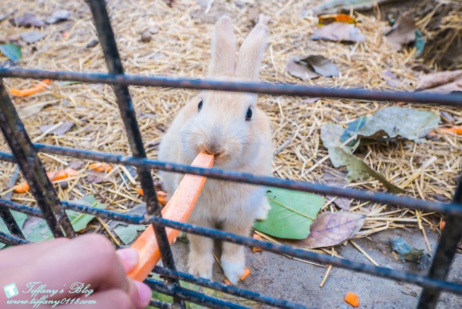 [嘉義景點]綠盈牧場/門票50元有十樣設施可以玩超划算/超美教堂可拍IG照/小朋友最愛的牽牛花造型溜滑梯