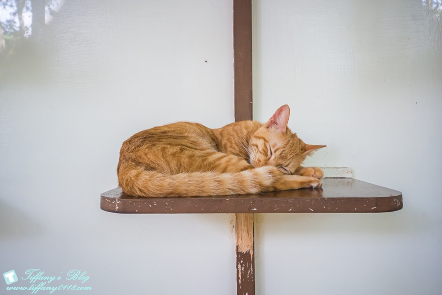 [嘉義景點]綠盈牧場/門票50元有十樣設施可以玩超划算/超美教堂可拍IG照/小朋友最愛的牽牛花造型溜滑梯