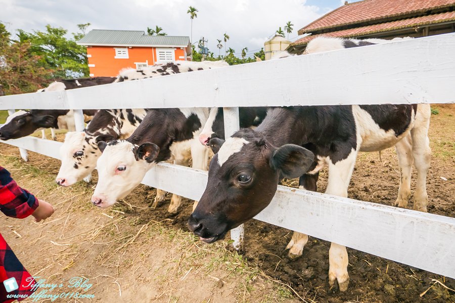 [嘉義景點]綠盈牧場/門票50元有十樣設施可以玩超划算/超美教堂可拍IG照/小朋友最愛的牽牛花造型溜滑梯
