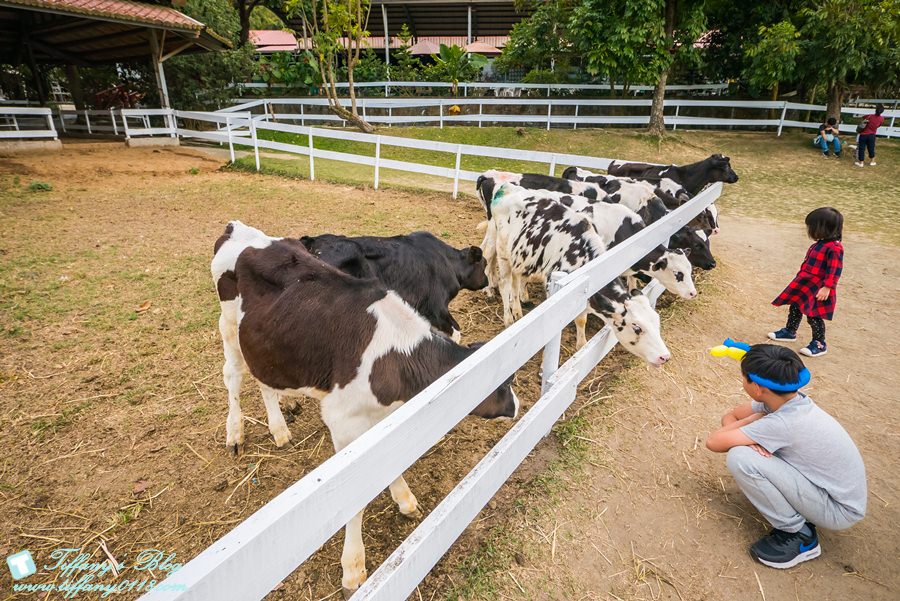 [嘉義景點]綠盈牧場/門票50元有十樣設施可以玩超划算/超美教堂可拍IG照/小朋友最愛的牽牛花造型溜滑梯