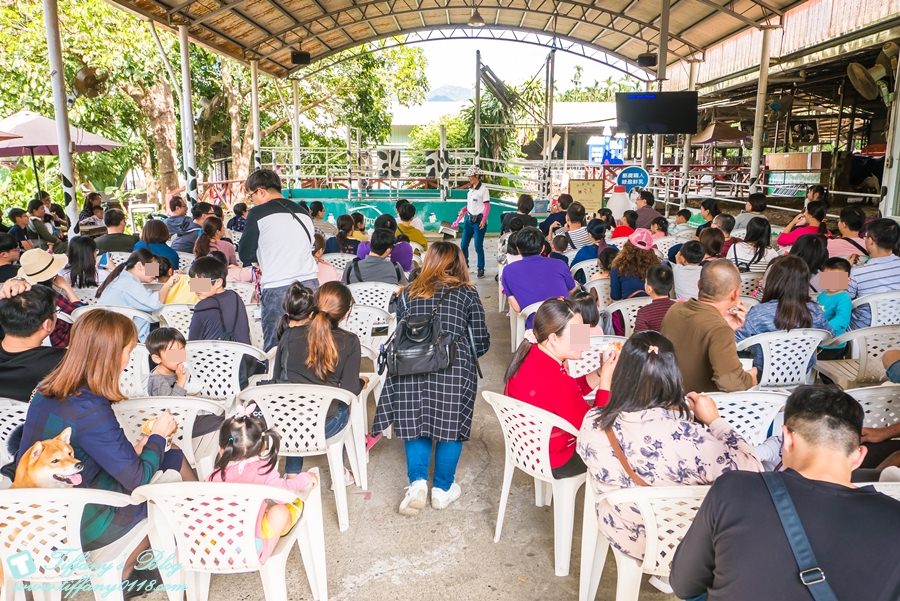 [嘉義景點]綠盈牧場/門票50元有十樣設施可以玩超划算/超美教堂可拍IG照/小朋友最愛的牽牛花造型溜滑梯