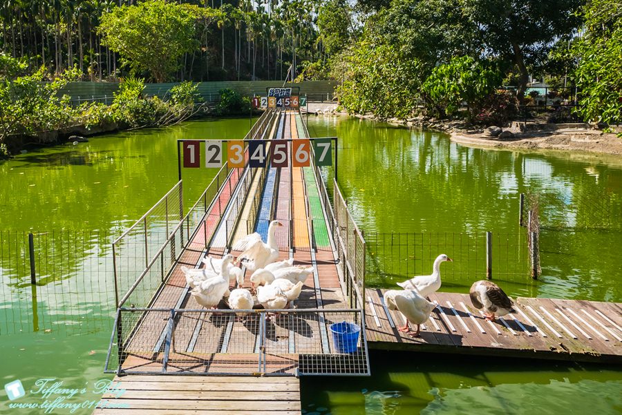 [嘉義景點]綠盈牧場/門票50元有十樣設施可以玩超划算/超美教堂可拍IG照/小朋友最愛的牽牛花造型溜滑梯