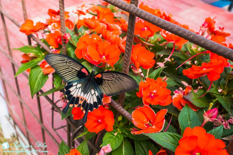 [嘉義景點]綠盈牧場/門票50元有十樣設施可以玩超划算/超美教堂可拍IG照/小朋友最愛的牽牛花造型溜滑梯