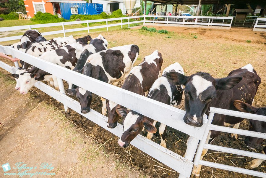 [嘉義景點]綠盈牧場/門票50元有十樣設施可以玩超划算/超美教堂可拍IG照/小朋友最愛的牽牛花造型溜滑梯