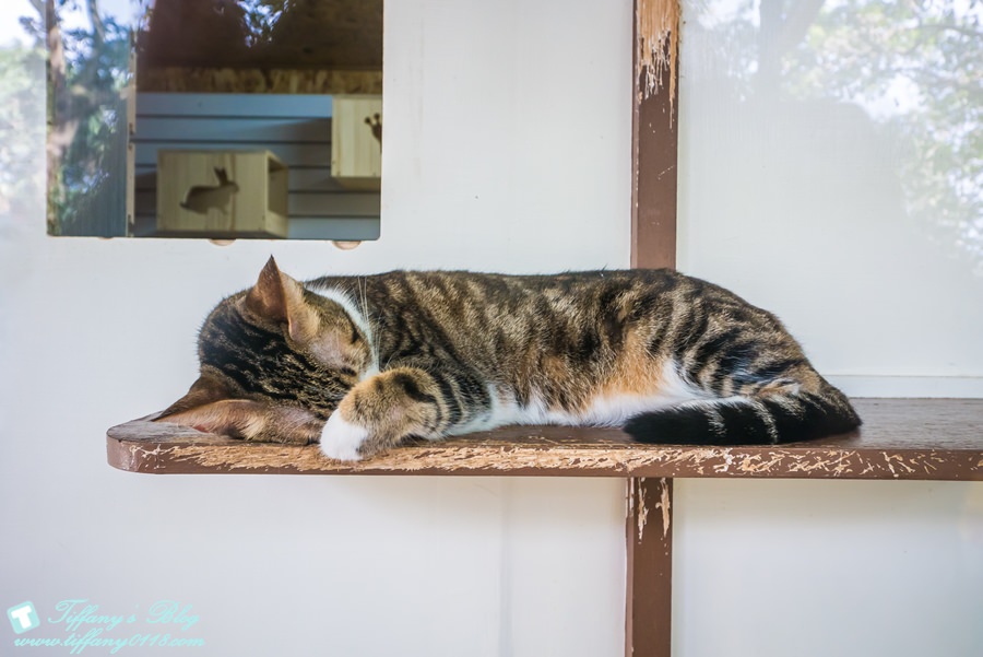 [嘉義景點]綠盈牧場/門票50元有十樣設施可以玩超划算/超美教堂可拍IG照/小朋友最愛的牽牛花造型溜滑梯