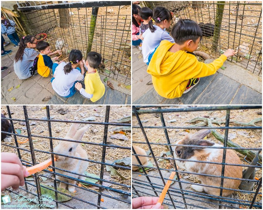 [嘉義景點]綠盈牧場/門票50元有十樣設施可以玩超划算/超美教堂可拍IG照/小朋友最愛的牽牛花造型溜滑梯