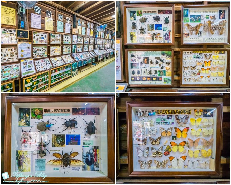 [嘉義景點]綠盈牧場/門票50元有十樣設施可以玩超划算/超美教堂可拍IG照/小朋友最愛的牽牛花造型溜滑梯