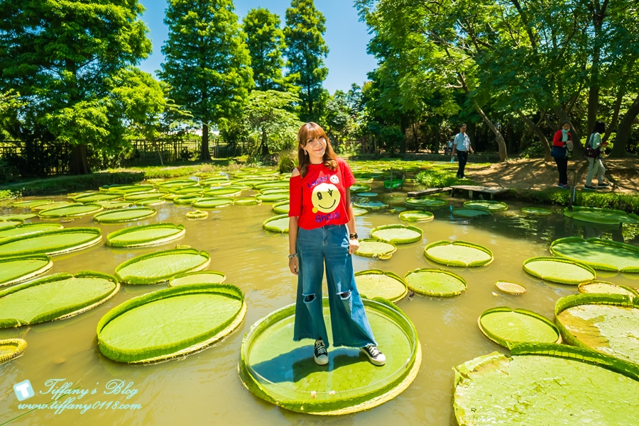 [桃園景點]蓮荷園休閒農場/桃園大王蓮/限重100公斤可站可躺/荷葉蓮子大餐還有蓮子剉冰超消暑